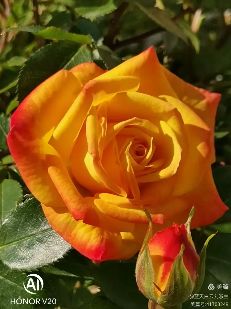 月季、枚瑰与蔷薇